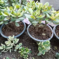 گل یخ|گل و گیاه طبیعی|شیروان (خراسان), |دیوار