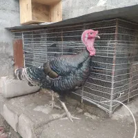 بوقلمون فروشی|حیوانات مزرعه|جیرفت, |دیوار