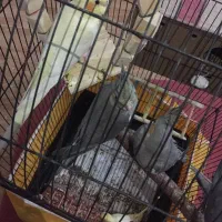 عروس هلندی|پرنده|اهواز, کوی بشارت|دیوار