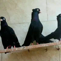 دوتا نر زاغ ابادانی