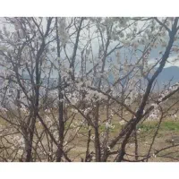 200متر زمین مسکونی مناسب خانه باغ
