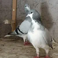 کبوتر پرشی|پرنده|بشاریات, |دیوار