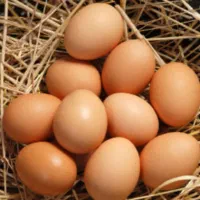 تخم مرغ لاری نطفه دار