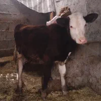 یک راس لیشه ماده سیمنتال اصل جنس