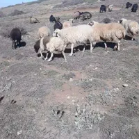 نر داشتی دوراس|حیوانات مزرعه|دیلمان, |دیوار