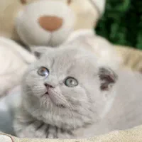 بریتیش اسکاتیش ۲۰ درصد تخفیف|گربه|سنندج, |دیوار