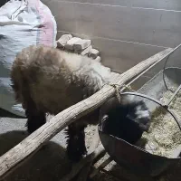 بره ترک فروشی|حیوانات مزرعه|یزد, |دیوار