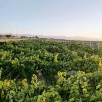 زمین کشاورزی