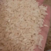 برنج کامفیروزی درجه ۱