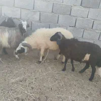 بره