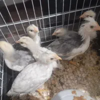 جوجه گلین پنگونی و کاکلی