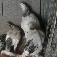 برهما لایت