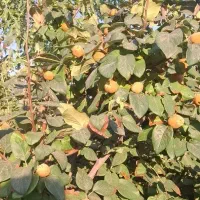 باغ۱۰۰۰متری بحر جاده آسفالت(روستای اندیس)|فروش دفتر صنعتی، کشاورزی، تجاری|قم, بلوار امین و ساحلی|دیوار