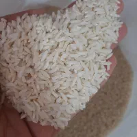 برنج درود امسال|خوردنی و آشامیدنی|گلپایگان, |دیوار