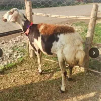 گوسفندبروجردی عطیقه
