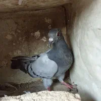 کبوتر