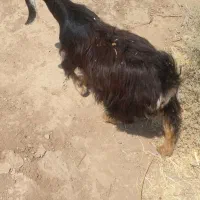 فروش کهره ماده