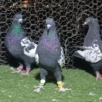 کبوتر سینه سیاه|پرنده|شیراز, شهرک گلستان|دیوار