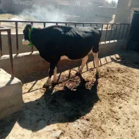 4 ماه ضمانتی آبستن می باشد 7کیلوشیر|حیوانات مزرعه|فیروزآباد (آذربایجان), |دیوار