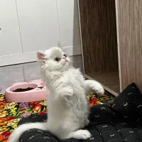 گربه پرشین نر