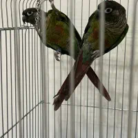 طوطی گرینچیک