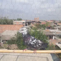 کبوتر سوسک کله ماستی نر سو قدیم غریب گیری|پرنده|علی‌آباد کتول, |دیوار