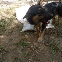 سگ گرگی پاکوتاه