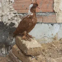 ککیلی ساری بالا الیام