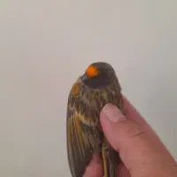 گلبسر  سهره قناری