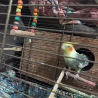 عروس هلندی|پرنده|صومعهسرا, |دیوار