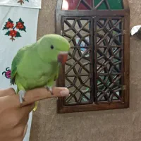 طوطی ملنگو