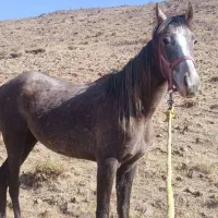 مادیونه نژادش در شور و کرد میکس شده|اسب و تجهیزات اسب‌سواری|نظرآباد, احمد آباد|دیوار