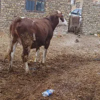 دوراس تلیسه آبستن سمینتال ۸ماه