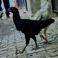مرغ لاری مشکی