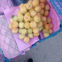 زردآلو