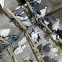 حدودا۳۰تا کفتر تهرانی ازاصفهان|پرنده|مشهد, شهید بصیر|دیوار