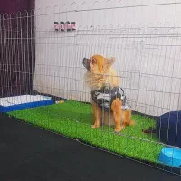 سگ پامرین خوشکل|سگ|تربت‌حیدریه, رضاشهر|دیوار