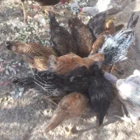 چوچه شوروایی زابل
