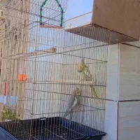 عروس هلندی|پرنده|خرمشهر, |دیوار