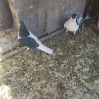 چپ سیاه|پرنده|رفسنجان, |دیوار