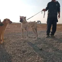 ماده خراسانی