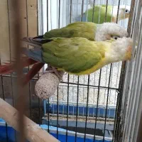 جفت مولد گرینچیک روی تخم|پرنده|قم, شهدا|دیوار