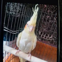 عروس هلندی چشم شرابی