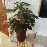 گل خارجی مصنوعی با گلدان مخمل بزرگ