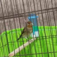 2 تا سهره قناری|پرنده|چهاردانگه (تهران), |دیوار