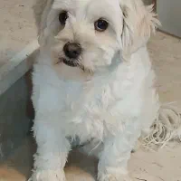 سگ شیتزو ماده نه ماهه