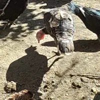 بوقلمون ماده دارم دم تخم معاوضه به مرغ میکنم