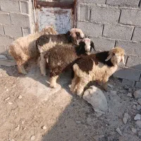 فروش چهار راس بره ماده