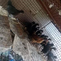 جوجه