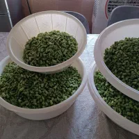 لوبیا سبز خورد شده